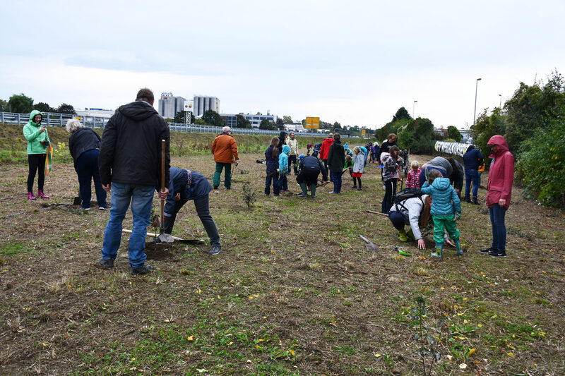 Rund 50 Erwachsene und Kinder pflanzten Setzlinge auf einer Grünfläche entlang der B 265n.