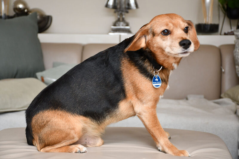 Der Beagle-Chihuahua-Mischling „Manni“ posiert mit einer der neuen Hundemarken, die in Kürze von der Stadt verschickt werden.