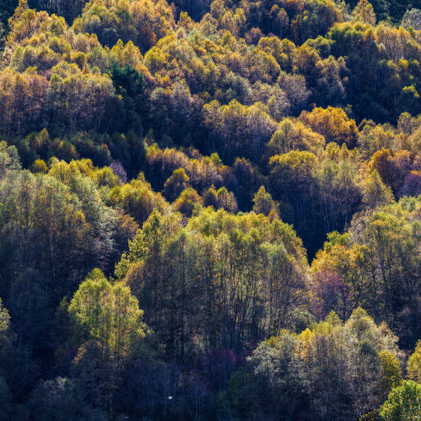 Autumnal textures in a mixed forest in Courel, Triacastela, Lugo, Galicia